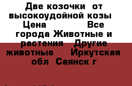 Две козочки  от высокоудойной козы › Цена ­ 20 000 - Все города Животные и растения » Другие животные   . Иркутская обл.,Саянск г.
